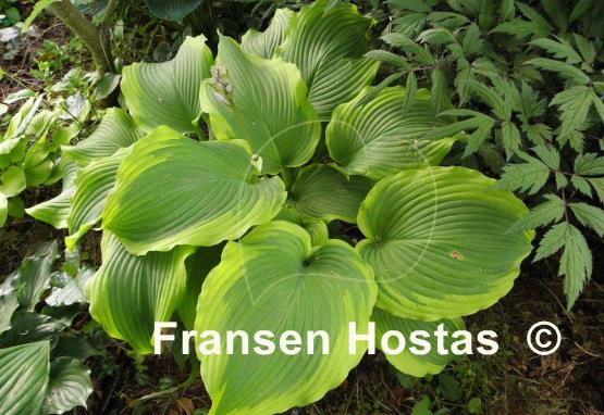 Hosta American Icon